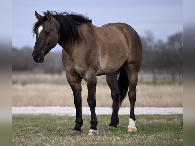 Cheval de trait Croisé Hongre 7 Ans 163 cm Grullo in Georgetown, TX