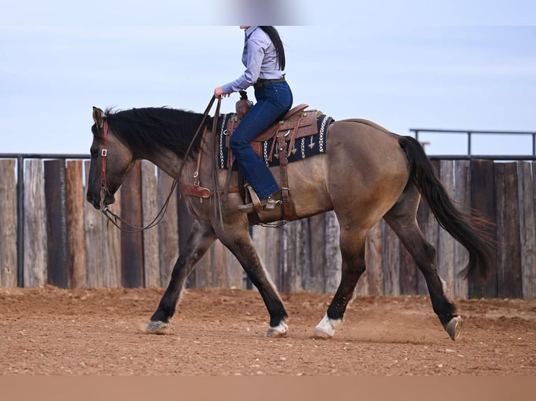 Cheval de trait Croisé Hongre 7 Ans 163 cm Grullo in Georgetown, TX