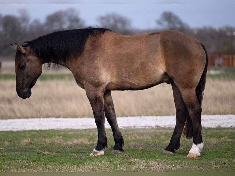 Cheval de trait Croisé Hongre 7 Ans 163 cm Grullo in Georgetown, TX