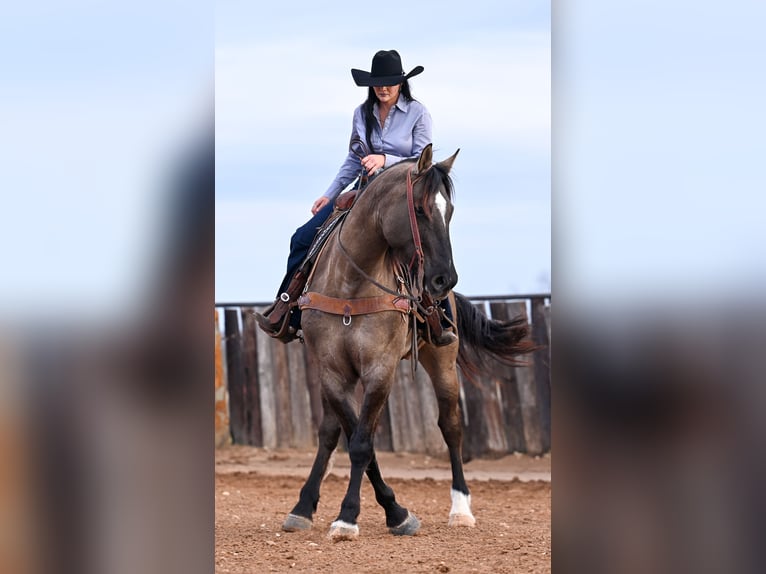 Cheval de trait Croisé Hongre 7 Ans 163 cm Grullo in Georgetown, TX