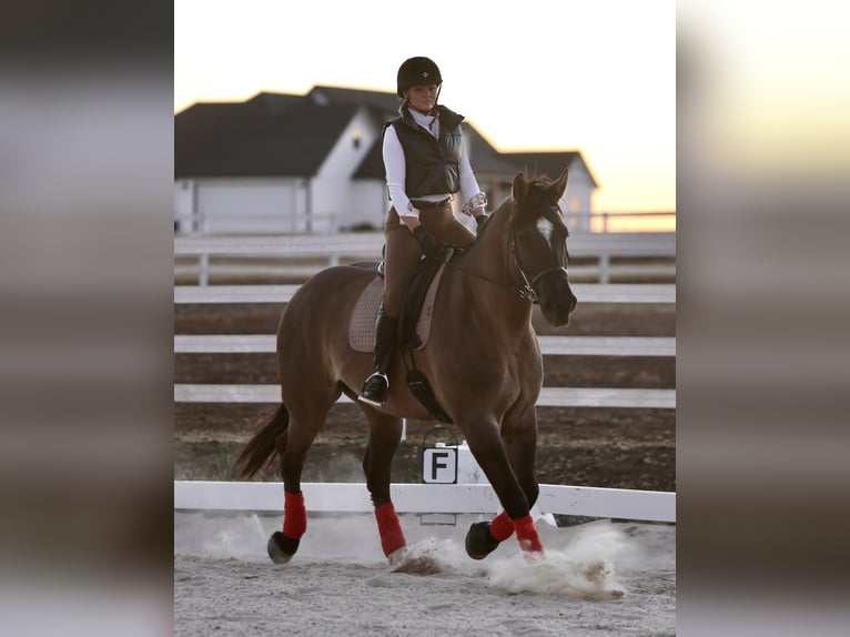 Cheval de trait Croisé Hongre 7 Ans 163 cm Grullo in Georgetown, TX