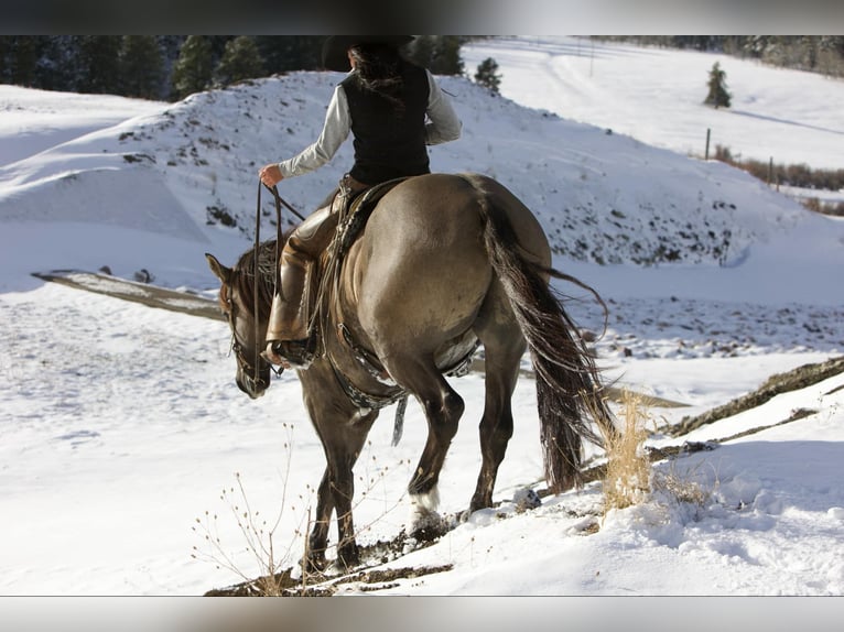 Cheval de trait Croisé Hongre 7 Ans 163 cm Grullo in Georgetown, TX