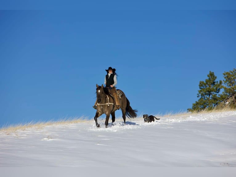 Cheval de trait Croisé Hongre 7 Ans 163 cm Grullo in Georgetown, TX