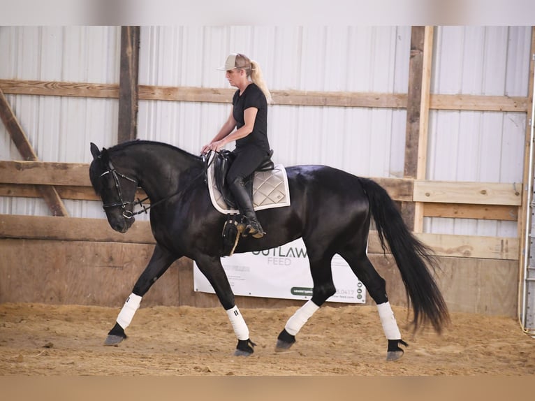 Cheval de trait Hongre 7 Ans 163 cm Noir in INDEPENDENCE, IA