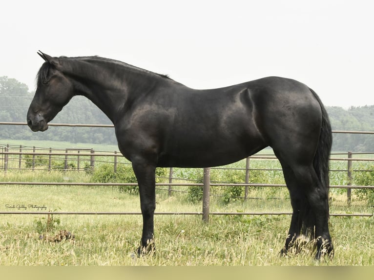 Cheval de trait Hongre 7 Ans 163 cm Noir in INDEPENDENCE, IA