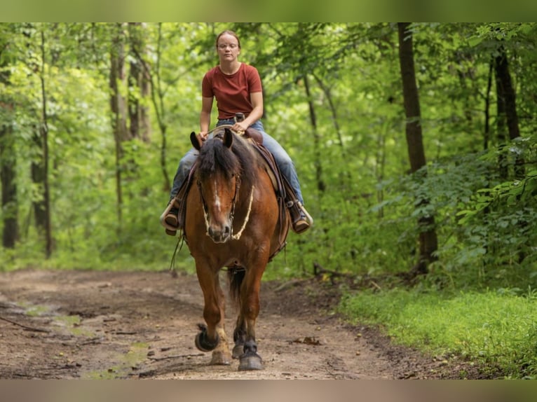 Cheval de trait Croisé Hongre 7 Ans 163 cm Roan-Bay in Ponder