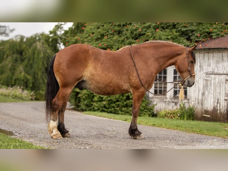 Cheval de trait Croisé Hongre 7 Ans 163 cm Roan-Bay in Ponder