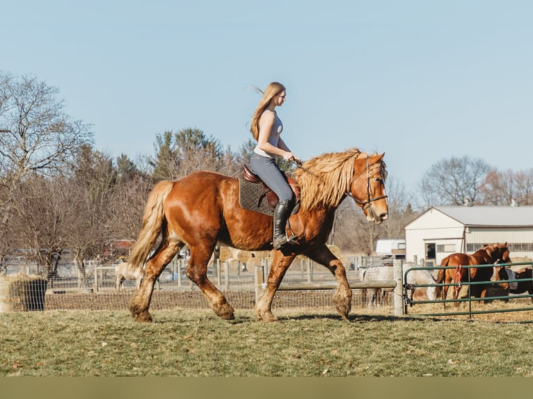 Cheval de trait Hongre 7 Ans 165 cm Alezan brûlé in Howell