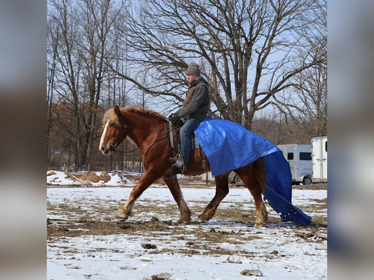 Cheval de trait Hongre 7 Ans 165 cm Alezan brûlé in Howell