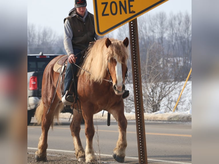 Cheval de trait Hongre 7 Ans 165 cm Alezan brûlé in Howell