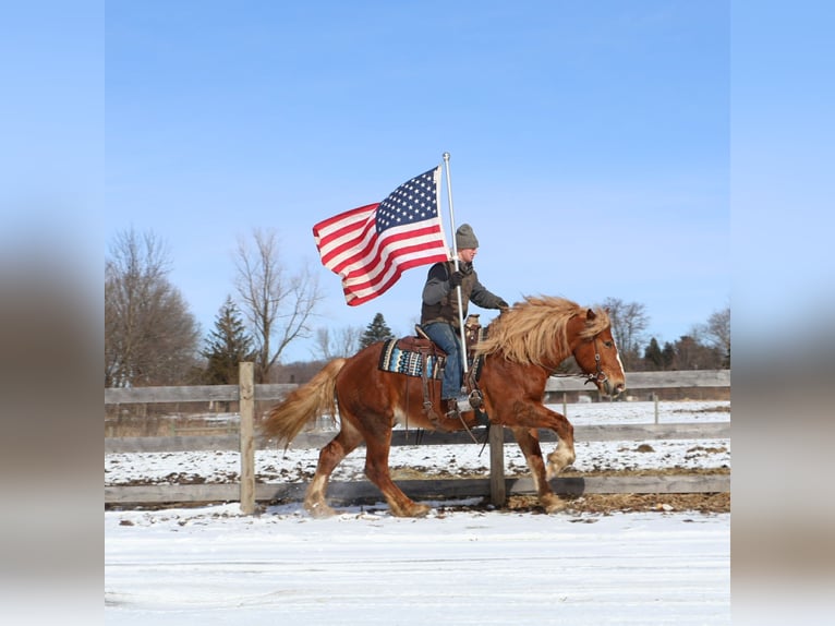 Cheval de trait Hongre 7 Ans 165 cm Alezan brûlé in Howell