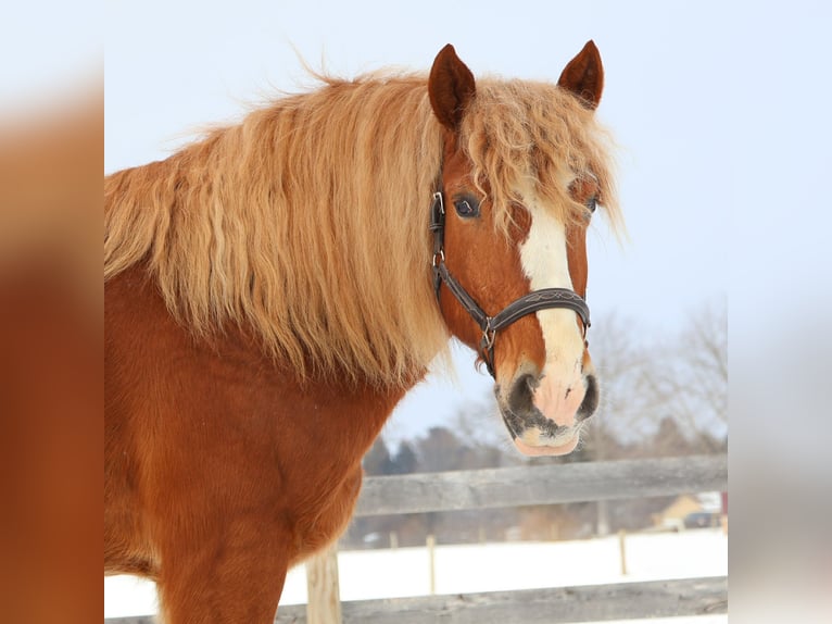 Cheval de trait Hongre 7 Ans 165 cm Alezan brûlé in Howell
