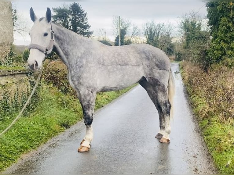 Cheval de trait Hongre 7 Ans 168 cm Gris pommelé in Sligo