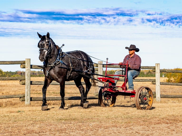 Cheval de trait Croisé Hongre 7 Ans 168 cm Gris in Nevis, MN