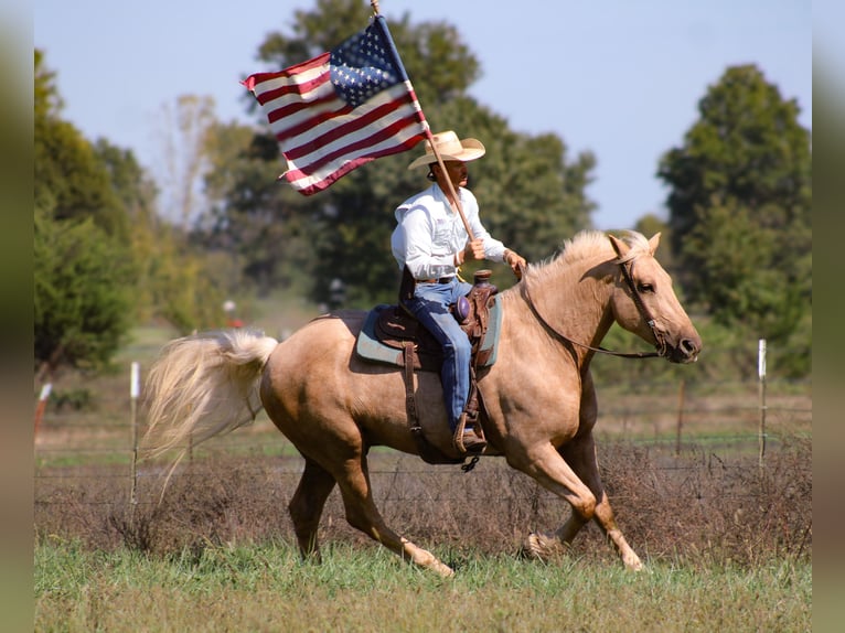 Cheval de trait Croisé Hongre 7 Ans 168 cm Palomino in Baxter Springs Cheval de trait Croisé Hongre 7 Ans 168 cm Palomino in Baxter Springs
