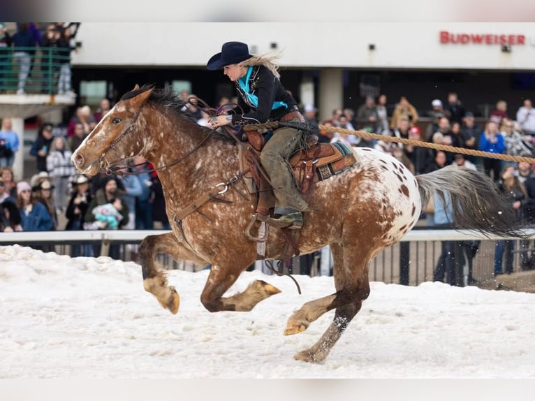 Cheval de trait Croisé Hongre 7 Ans 168 cm in Hastings