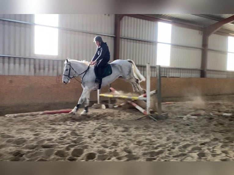 Cheval de trait Hongre 7 Ans 170 cm Gris in Sligo