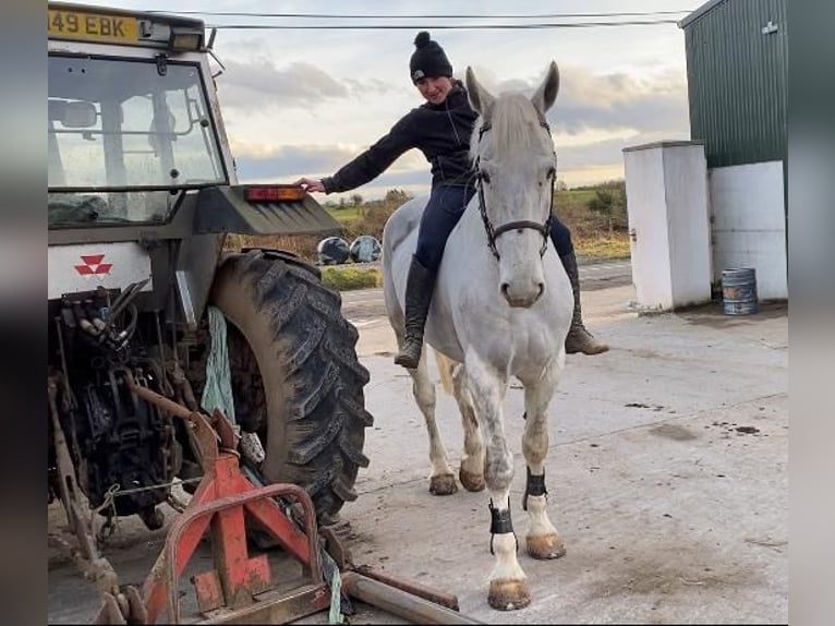 Cheval de trait Hongre 7 Ans 170 cm Gris in Sligo