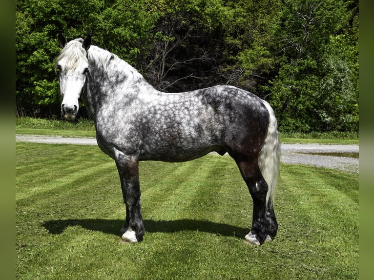 Cheval de trait Hongre 7 Ans 170 cm Gris pommelé in Warsaw, NY