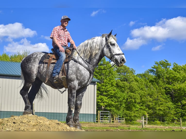 Cheval de trait Hongre 7 Ans 170 cm Gris pommelé in Warsaw, NY