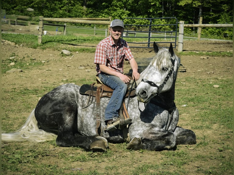 Cheval de trait Hongre 7 Ans 170 cm Gris pommelé in Warsaw, NY