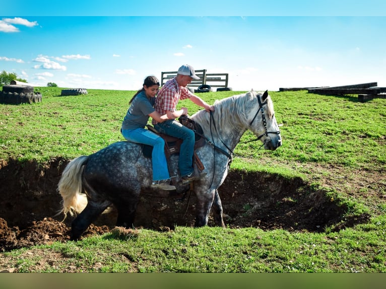 Cheval de trait Hongre 7 Ans 170 cm Gris pommelé in Warsaw, NY