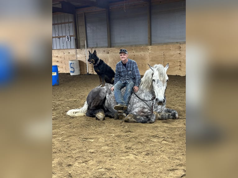 Cheval de trait Hongre 7 Ans 170 cm Gris pommelé in Warsaw, NY