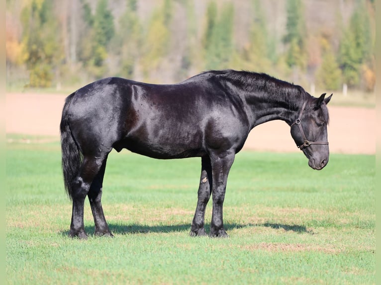 Cheval de trait Croisé Hongre 7 Ans 170 cm Noir in River Falls