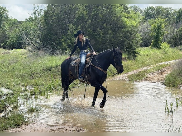 Cheval de trait Hongre 7 Ans 173 cm Bai in Weatherford