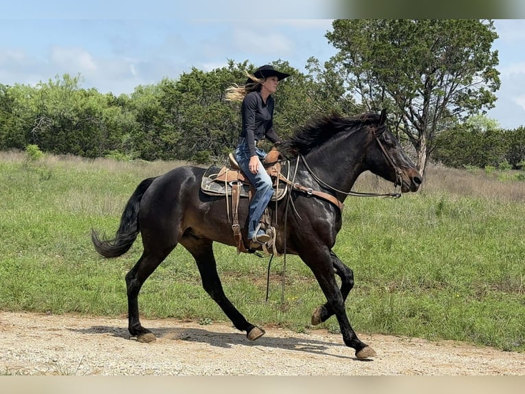 Cheval de trait Hongre 7 Ans 173 cm Bai in Weatherford