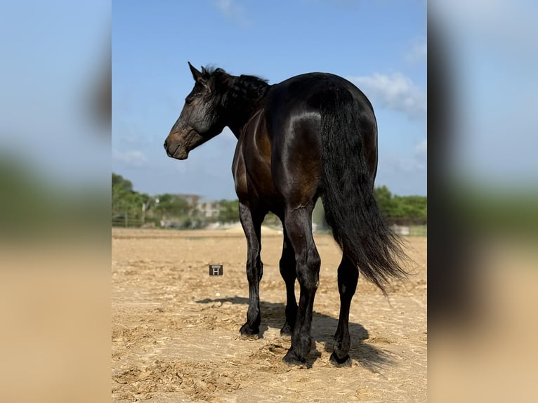 Cheval de trait Hongre 7 Ans 173 cm Bai in Weatherford