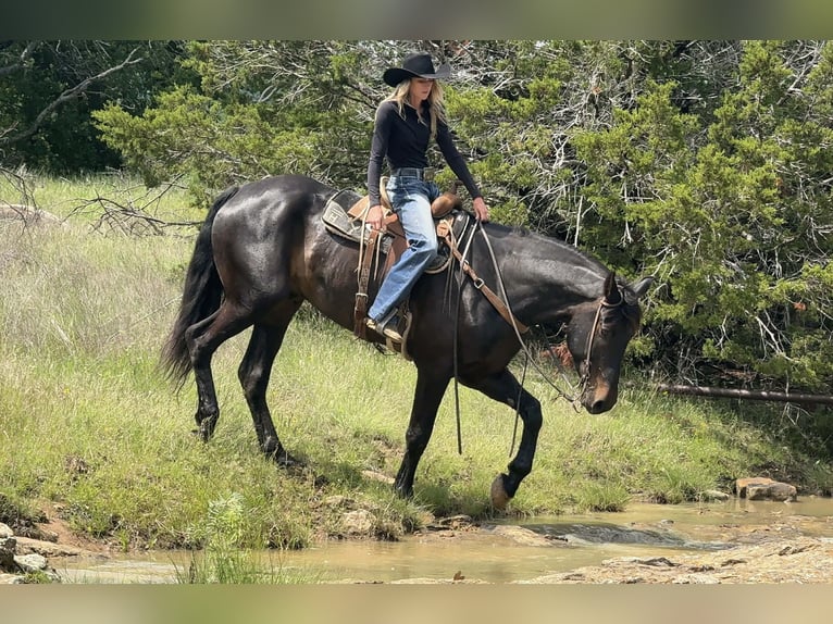 Cheval de trait Hongre 7 Ans 173 cm Bai in Weatherford