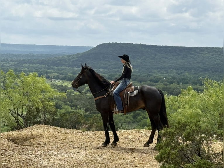 Cheval de trait Hongre 7 Ans 173 cm Bai in Weatherford