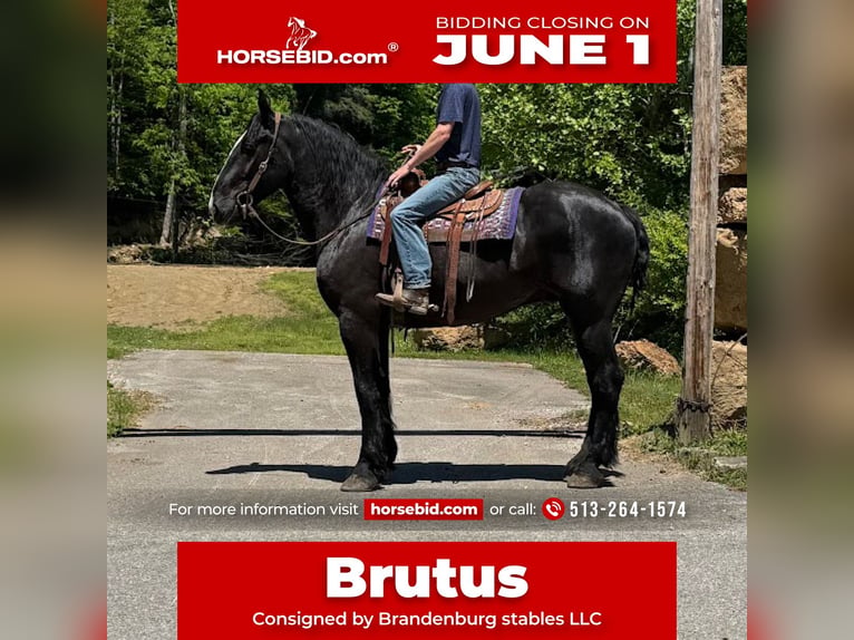 Cheval de trait Croisé Hongre 7 Ans 173 cm Noir in Mize