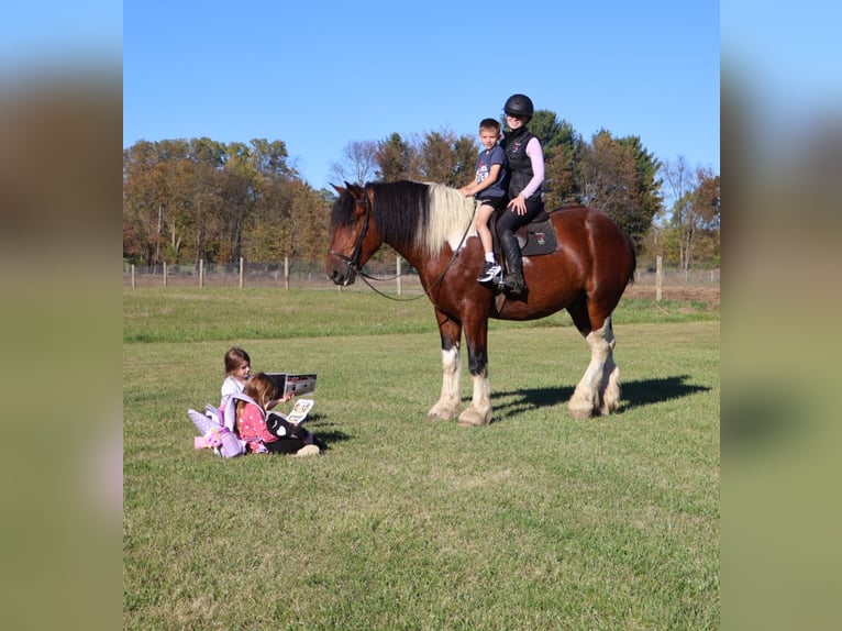 Cheval de trait Croisé Hongre 7 Ans 173 cm Pinto in Howell
