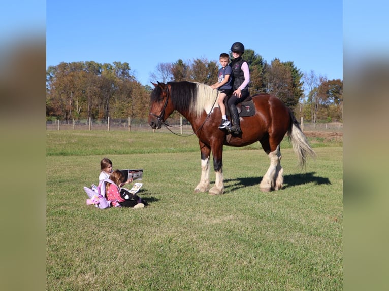 Cheval de trait Croisé Hongre 7 Ans 173 cm Pinto in Howell