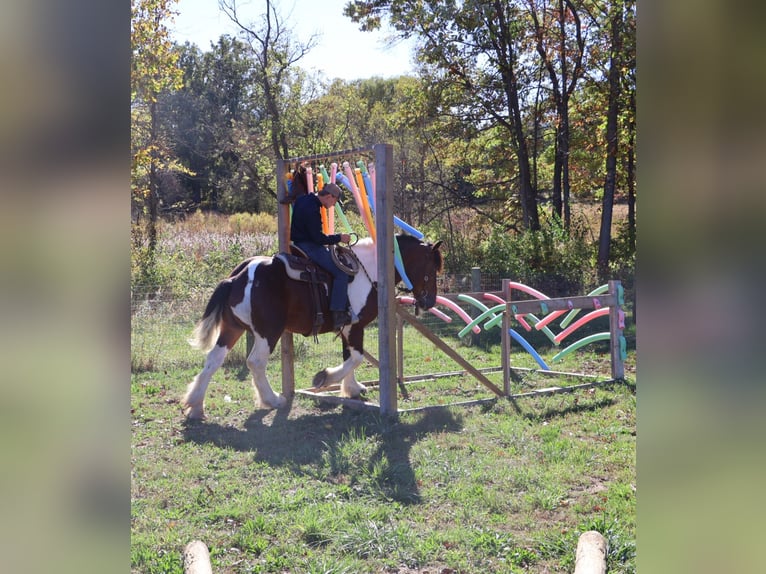Cheval de trait Croisé Hongre 7 Ans 173 cm Pinto in Howell