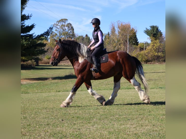 Cheval de trait Croisé Hongre 7 Ans 173 cm Pinto in Howell