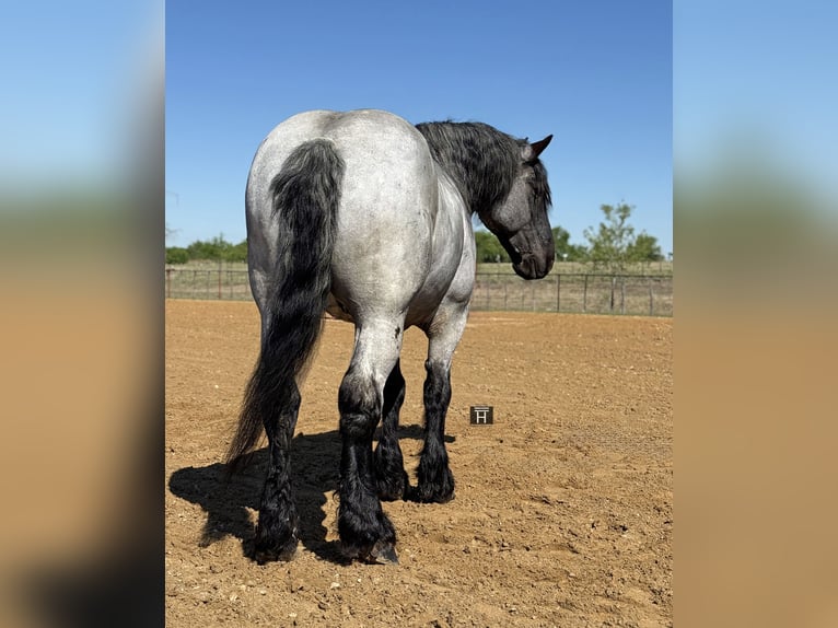 Cheval de trait Croisé Hongre 7 Ans 173 cm Rouan Bleu in Weatherford