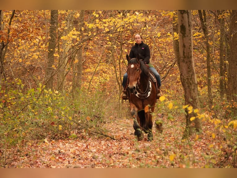 Cheval de trait Croisé Hongre 7 Ans 178 cm Bai cerise in Fresno, OH