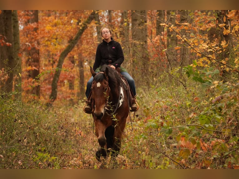 Cheval de trait Croisé Hongre 7 Ans 178 cm Bai cerise in Fresno, OH