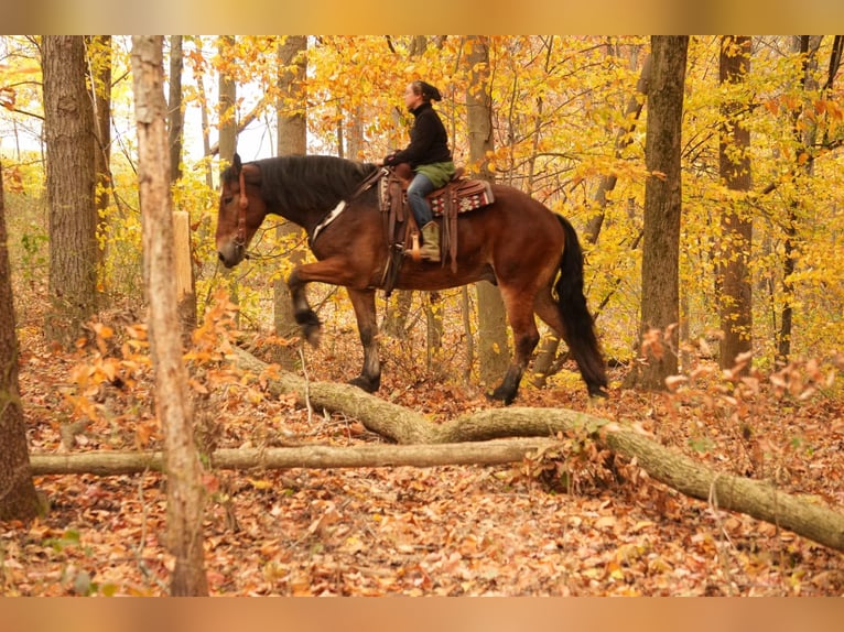 Cheval de trait Croisé Hongre 7 Ans 178 cm Bai cerise in Fresno, OH