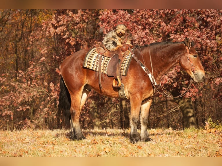 Cheval de trait Croisé Hongre 7 Ans 178 cm Bai cerise in Fresno, OH