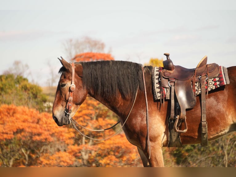 Cheval de trait Croisé Hongre 7 Ans 178 cm Bai cerise in Fresno, OH