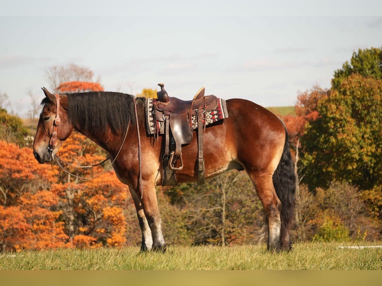 Cheval de trait Croisé Hongre 7 Ans 178 cm Bai cerise in Fresno, OH