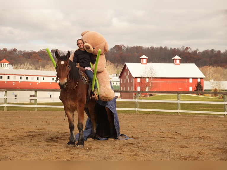 Cheval de trait Croisé Hongre 7 Ans 178 cm Bai cerise in Fresno, OH