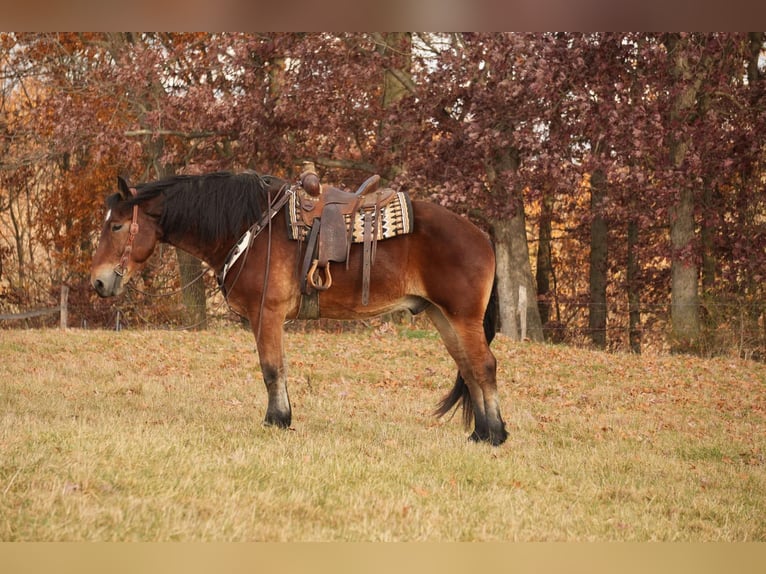 Cheval de trait Croisé Hongre 7 Ans 178 cm Bai cerise in Fresno, OH