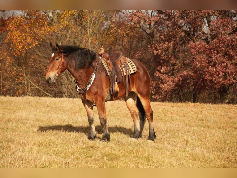 Cheval de trait Croisé Hongre 7 Ans 178 cm Bai cerise in Fresno, OH