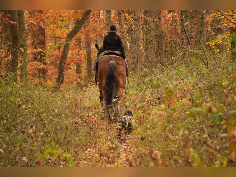 Cheval de trait Croisé Hongre 7 Ans 178 cm Bai cerise in Fresno, OH