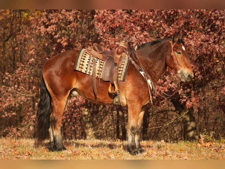 Cheval de trait Croisé Hongre 7 Ans 178 cm Bai cerise in Fresno, OH